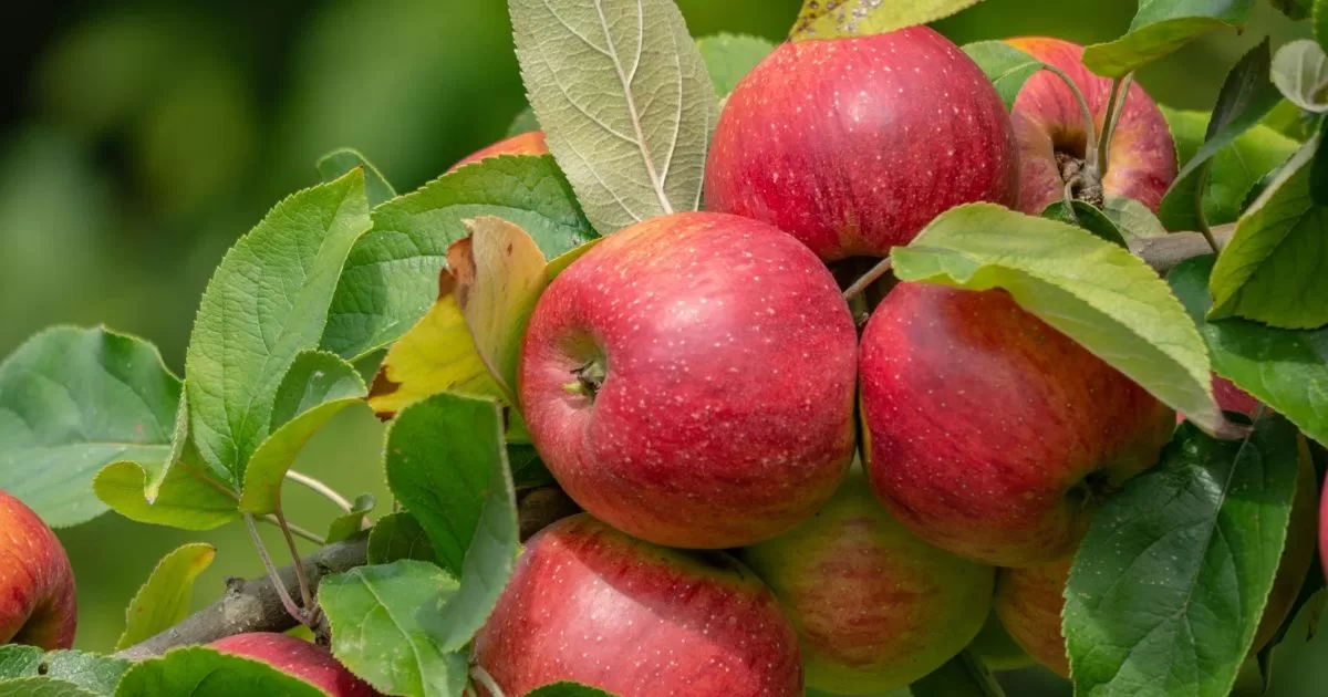 10 Amazing Apple Food facts 